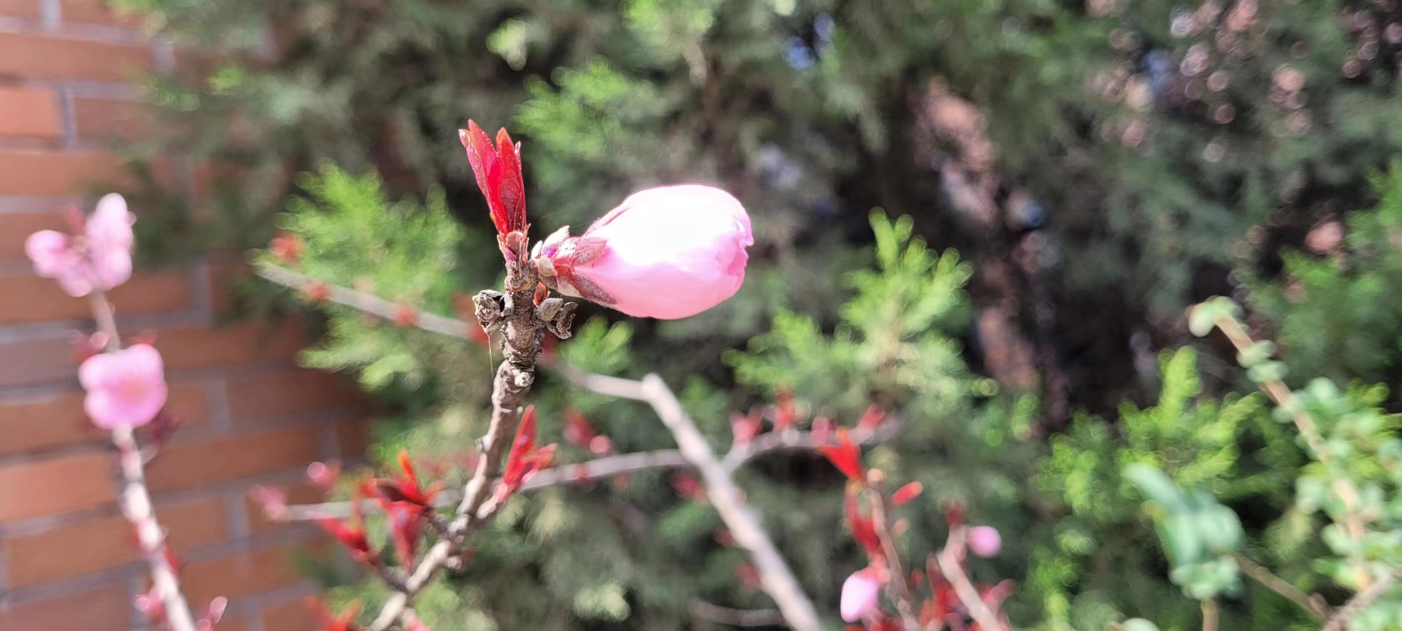 �L(ch��ng)�ſƼ��a(ch��n)�I(y��)�@