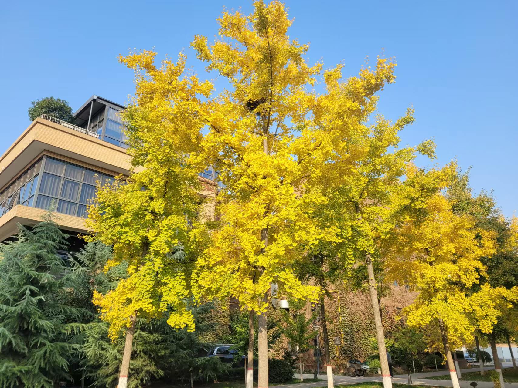 �L(ch��ng)�ſƼ��a(ch��n)�I(y��)�@